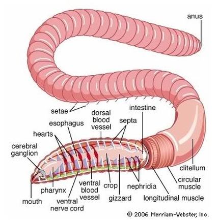 Annelida - The Digestive System