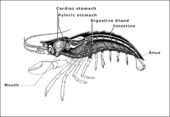 Arthropod - The Digestive System