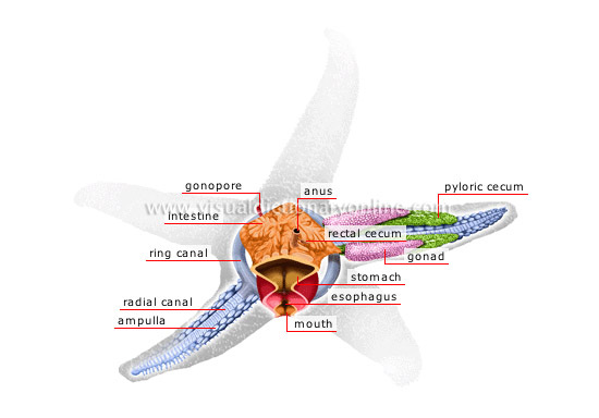 Echinodermata - The Digestive System